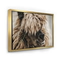 thumbnail image 3 of Close Up Of Fluffy Curly Alpaca 32 in x 16 in Framed Photography Canvas Art Print, by Designart, 3 of 5