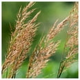 thumbnail image 2 of Everwilde Farms - 1 lb Indian Grass Native Grass Seeds - Gold Vault Bulk Seed Packet, 2 of 4