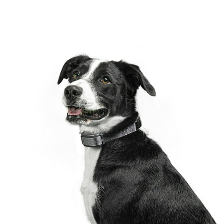 Premier Pet Rechargeable Bark Collar (Best No Bark Collar For Beagles)