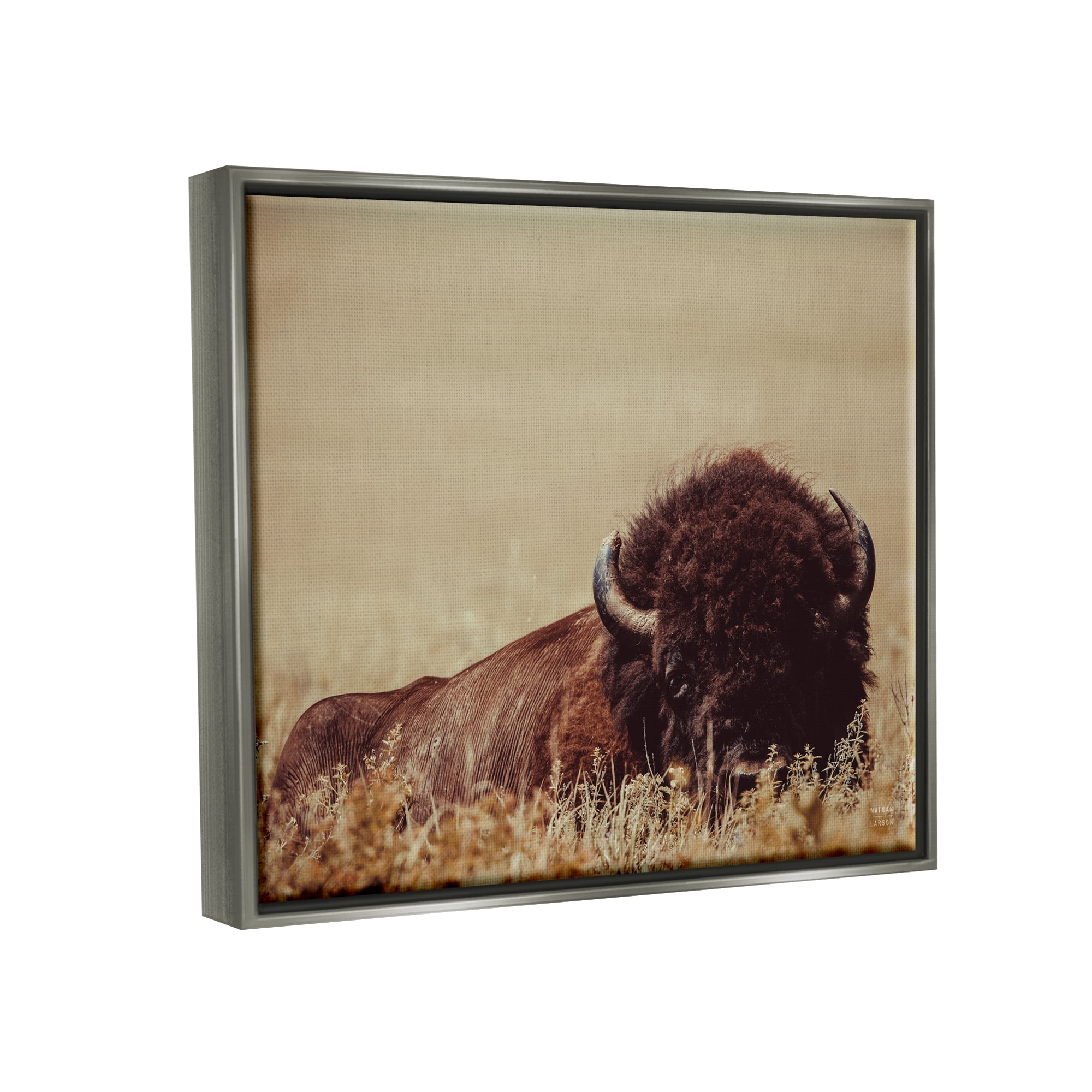 Stupell Industries Resting Bison Photography Animals & Insects Photography Gray Floater Framed Canvas Art Print Wall Art, 21 x 17