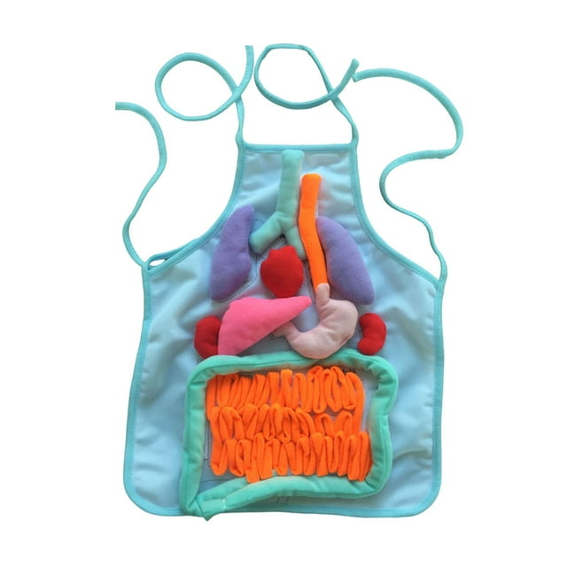 tamizeot Human Organs Apron Fun Learning Tool 3D Educational Aid Kids Awareness Engage In Cooking And Painting Heart Locations blue 30.8x35.7cm