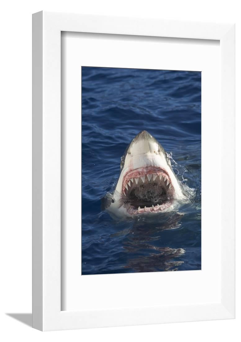 Great White Shark Baring Teeth Framed Print Wall Art By DLILLC