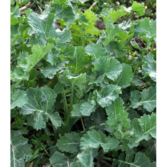 Earthcare Seeds - Kale Siberian 500 Seeds (Brassica Napus Pabularia) Heirloom - Open Pollinated.