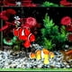 thumbnail image 2 of East buy Pez Payaso biónico, decoración de natación de pez Payaso Luminoso biónico de Silicona para Acuario de pecera, 2 of 5