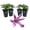 4 Plants, variant on Clematis Alionushka - Live Starter Plant in a 2 Inch Growers Pot - Starter Plants Ready for The Garden - Rare Clematis for Collectors