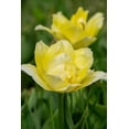 thumbnail image 1 of TASC Tulip Flower Bulbs-Tulip Double Early Double early-Secret Perfume (20 Bulbs), 1 of 1