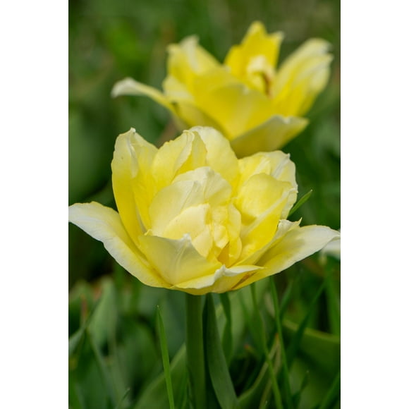 TASC Tulip Flower Bulbs-Tulip Double Early Double early-Secret Perfume (20 Bulbs)