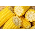 thumbnail image 2 of 100 Seeds IOCHIEF Yellow SWEET CORN Aas Winner Zea Mays Vegetable Seeds, 2 of 9