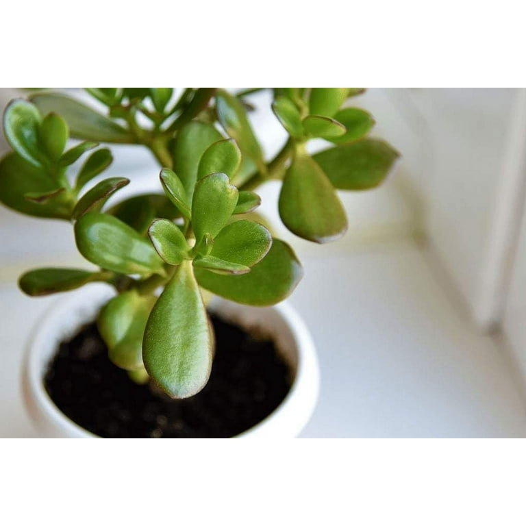 Wekiva Foliage, Jade Plant, in a 6 Inch Pot, Crassula Ovata - Walmart.com