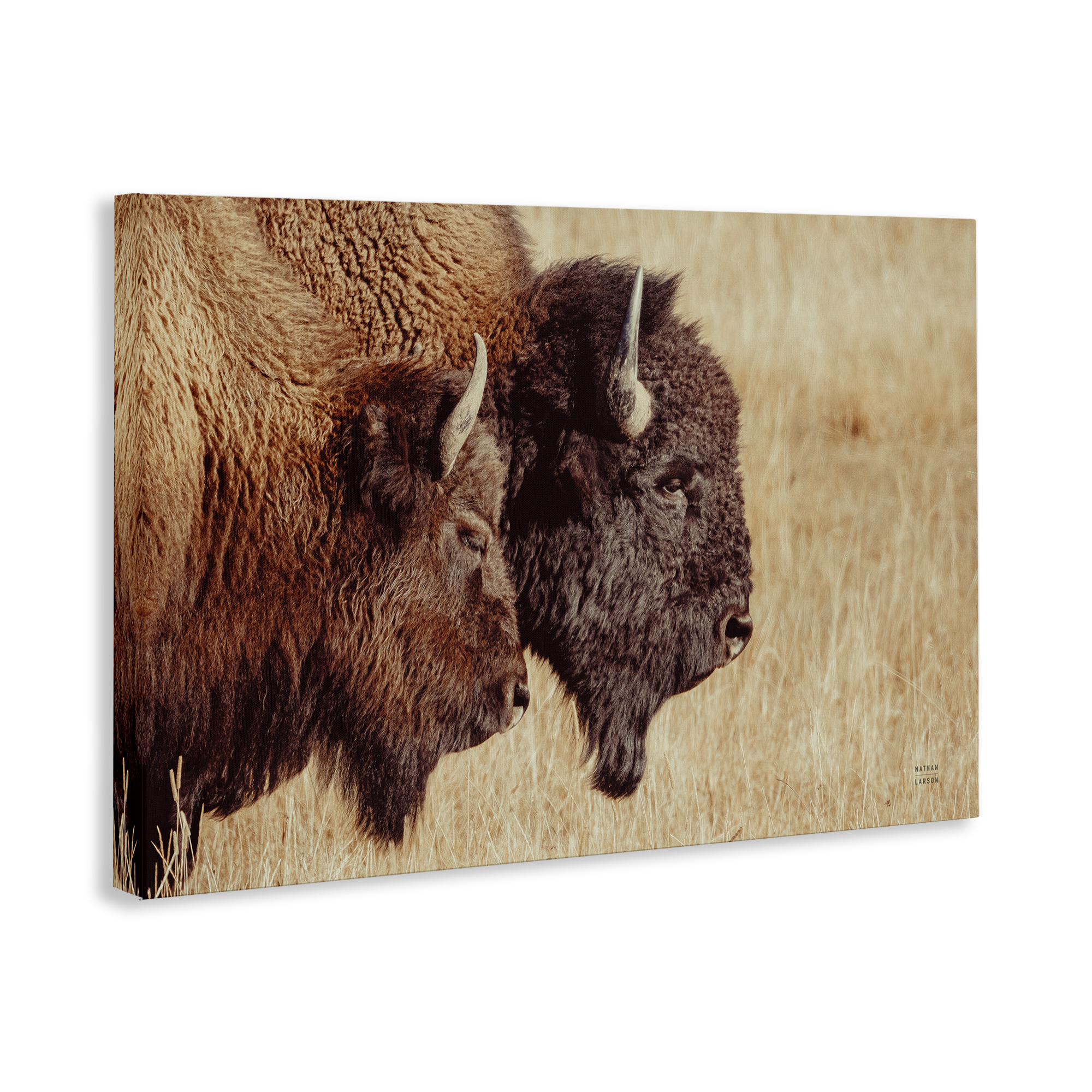 Stupell Industries Bison Pair in Countryside Animals Photography Wrapped Canvas Art Print Wall Art, 30 x 20