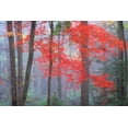 thumbnail image 2 of Zephyr, Patrick 24x17 White Modern Wood Framed Museum Art Print Titled - Splash of Red, 2 of 4