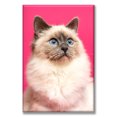 thumbnail image 1 of Cuadro Canva Listo Para Colgar Tipo Galería Gato Persa 50X75 cm, 1 of 4