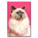 thumbnail image 1 of Cuadro Pixtreats listo para Colgar tipo galería Gato Persa 60X90 cm, 1 of 4