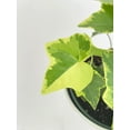 thumbnail image 4 of Algeriensis English Ivy Hedera Glacier Variegata - Live Air-Purifying Indoor Plant in Nursery Pot – Easy Care, Low Maintenance Houseplant for Home & Office Decor, Natural Air Cleaner, Best for, 4 of 13