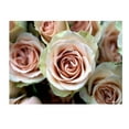 thumbnail image 2 of Trademark Fine Art 'Pale Pink Roses' Canvas Art by Kathy Yates, 2 of 4