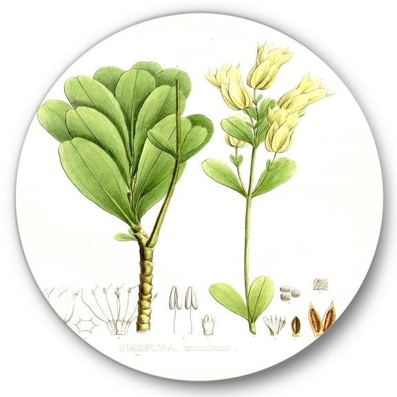 Designart 'Ancient Brazilian Plant III' Traditional Circle Metal Wall Art 36x36 - Disc of 36