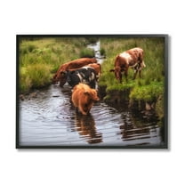 Stupell Industries Rural Cattle Enjoying Stream Water Between Grassland Photograph Black Framed Art Print Wall Art, Design by James Dobson
