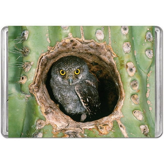 Elf Owl, a 140-piece Puzzle by Pigment & Hue