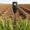 Nitrogen, variant on Zeiwohndc Compactly Soil Tester USB Rechargeable Nitrogen Detectors for NPK Detection