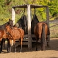 thumbnail image 4 of Hay Net Aoneky, tamaño grande, para caballos que se alimentan lentamente, con paca de 1,2 x 0,45 x 0, 4 of 6