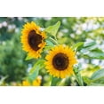 thumbnail image 6 of 25 EBONY & GOLD SUNFLOWER Helianthus Annuus Flower Seeds, 6 of 10
