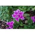 thumbnail image 3 of Direct Gardening Homestead Verbena Dormant Bare Root Purple Flowering Perennial Starter Plant, 3 of 4