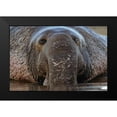 thumbnail image 2 of Fitzharris, Tim 14x11 Black Modern Framed Museum Art Print Titled - Northern Elephant Seal, 2 of 5