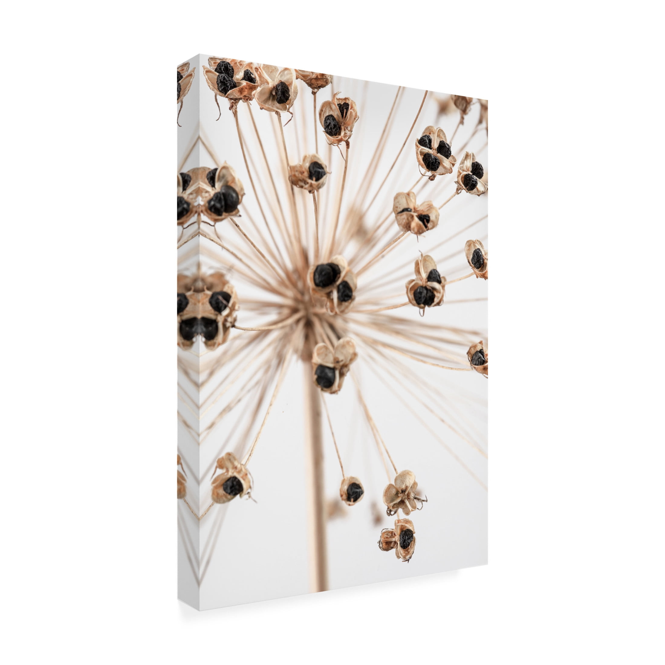 Pictufy Studio III 'Dried 7' Canvas Art - 22 x 32 Inches