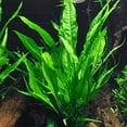 thumbnail image 3 of Anubias barteri - Beginner Tropical Live Aquarium Plant, 3 of 3