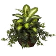 thumbnail image 1 of Dieffenbachia & Ivy with Decorative Planter, 1 of 1