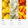 thumbnail image 4 of Hotel Collection Cabana Essential Oil Scent Luxury Hotel Inspired Aromatherapy Scent Diffuser Oil Notes of Marine, Bergamont, and Jasmine for Essential Oil Diffusers 500mL, 4 of 7