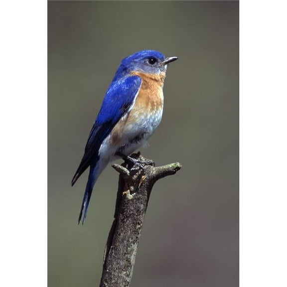 Posterazzi Eastern Bluebird 12" x 18" Framed Poster