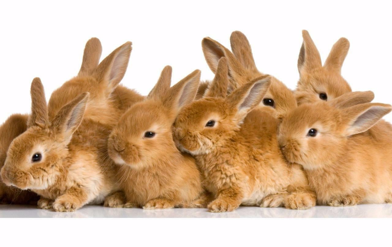 Заяц сразу. Много зайчиков. Зайцы много. Кролик на белом фоне. Много кроликов.