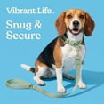 thumbnail image 4 of Vibrant Life Adjustable Neoprene Cushioned Dog Collar, Sage Green, S, 4 of 11