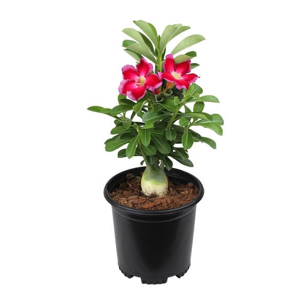 Altman Plants Pink Desert Rose Succulent (Adenium) in 1 Gallon Grower Pot