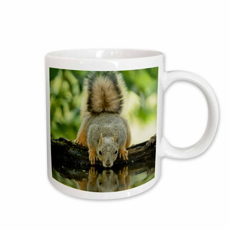 3drose, Eastern Fox Squirrel, Adult Drinking, Hill Country, Texas, 15oz Mug