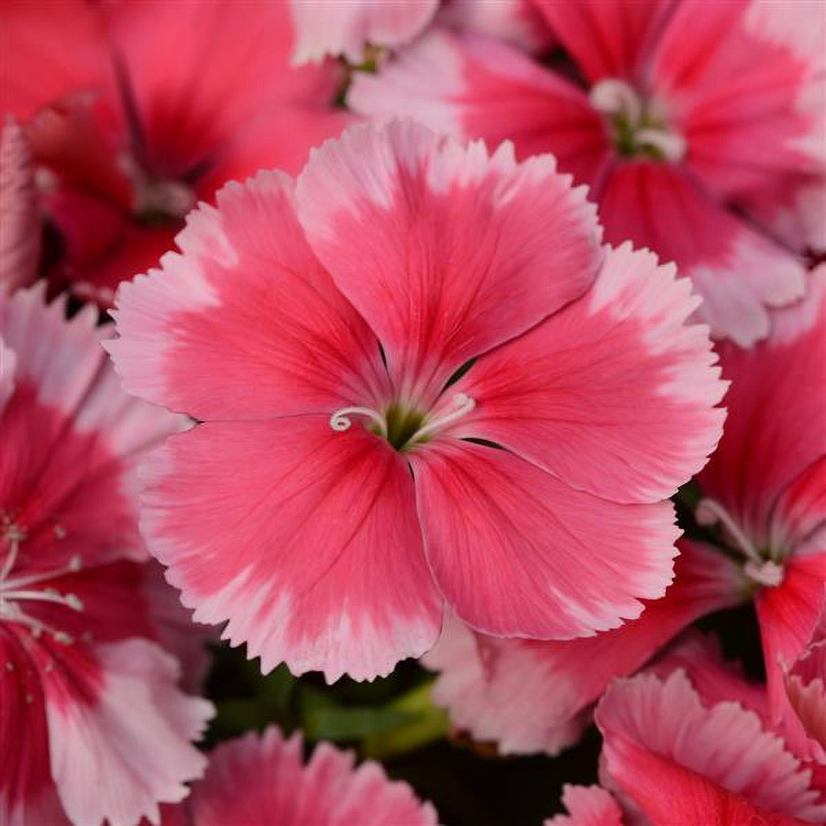 Expert Gardener 1.5 Gallon Hanging Basket Multicolor Dianthus Annual Live Plants Full Sun