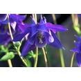 thumbnail image 4 of 100 PURPLE COLUMBINE Aquilegia Vulgaris Flower Seeds, 4 of 11