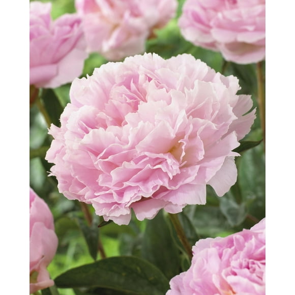 Peony Sarah Bernhardt, Peony Sarah Bernhardt 1 Bulb