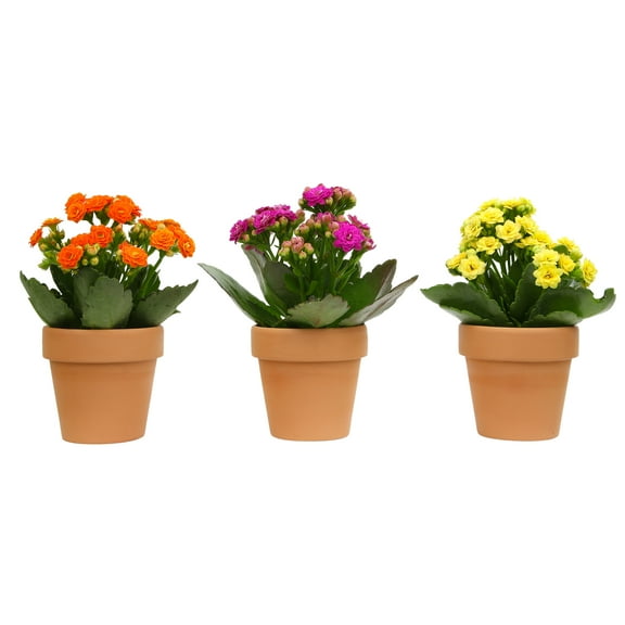 Blooming Kalanchoe Décor | 3 Live Succulent Plants in 2.5" Clay Planters | Element by Altman Plants