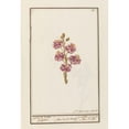 thumbnail image 2 of Jan Anton Garemyn 14x18 Gold Ornate Wood Frame and Double Matted Museum Art Print Titled - Muurbloem (Erysimum Cheiri) (1790 - 1799), 2 of 4