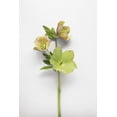thumbnail image 2 of Bradley, Felicity 13x18 White Modern Wood Framed Museum Art Print Titled - Hellebore Study I, 2 of 4