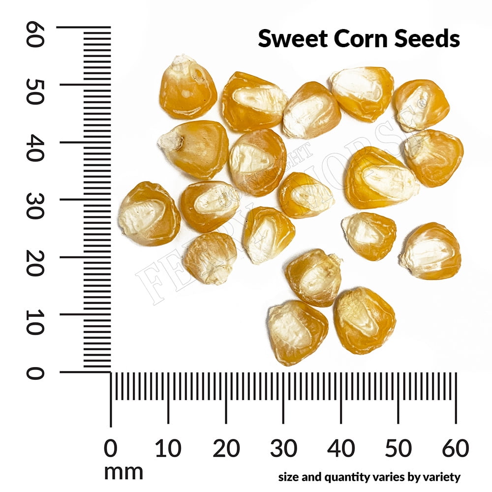 Ferry-Morse 1G Sweet Corn Silver Queen Hybrid Vegetable Plant Seed Full Sun