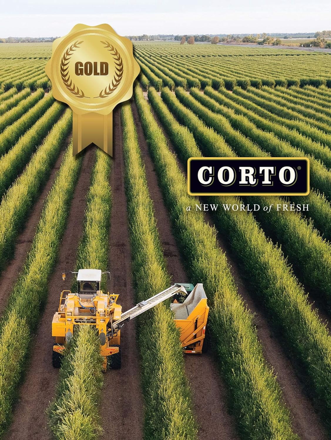 Corto TRULY | 100% Extra Virgin Olive Oil | Cold Extracted in State-of-the-Art Mill | Straight from Official Corto Olive Groves & Oil Producer | Oxygen-Free, Light Free FlavorLock Box | 3L