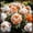 B, variant on Rare Peony for Landscapes-Long Continuous Blooms-Low Maintenance-Ideal for Flower beds, Plant Pots & Planters
