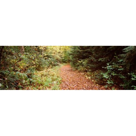 Forest Old Forge Herkimer County New York State USA Canvas Art - Panoramic Images (18 x 6)