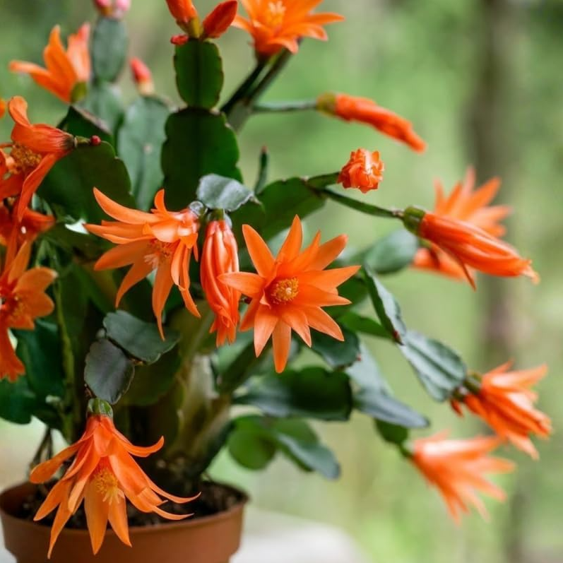 Orange Easter Cactus Plant Live for Planting, Easter Cactus Plant, Orange Spring Cactus Plant Perennial Flower Easter Cactus for Indoor Garden, 4 to 6 Inch Tall, No Pot