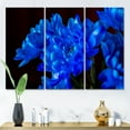 thumbnail image 2 of Blue Chrysanthemum Flowers On Black Backround 28 in x 36 in Photography Canvas Art Print, by Designart, 2 of 3
