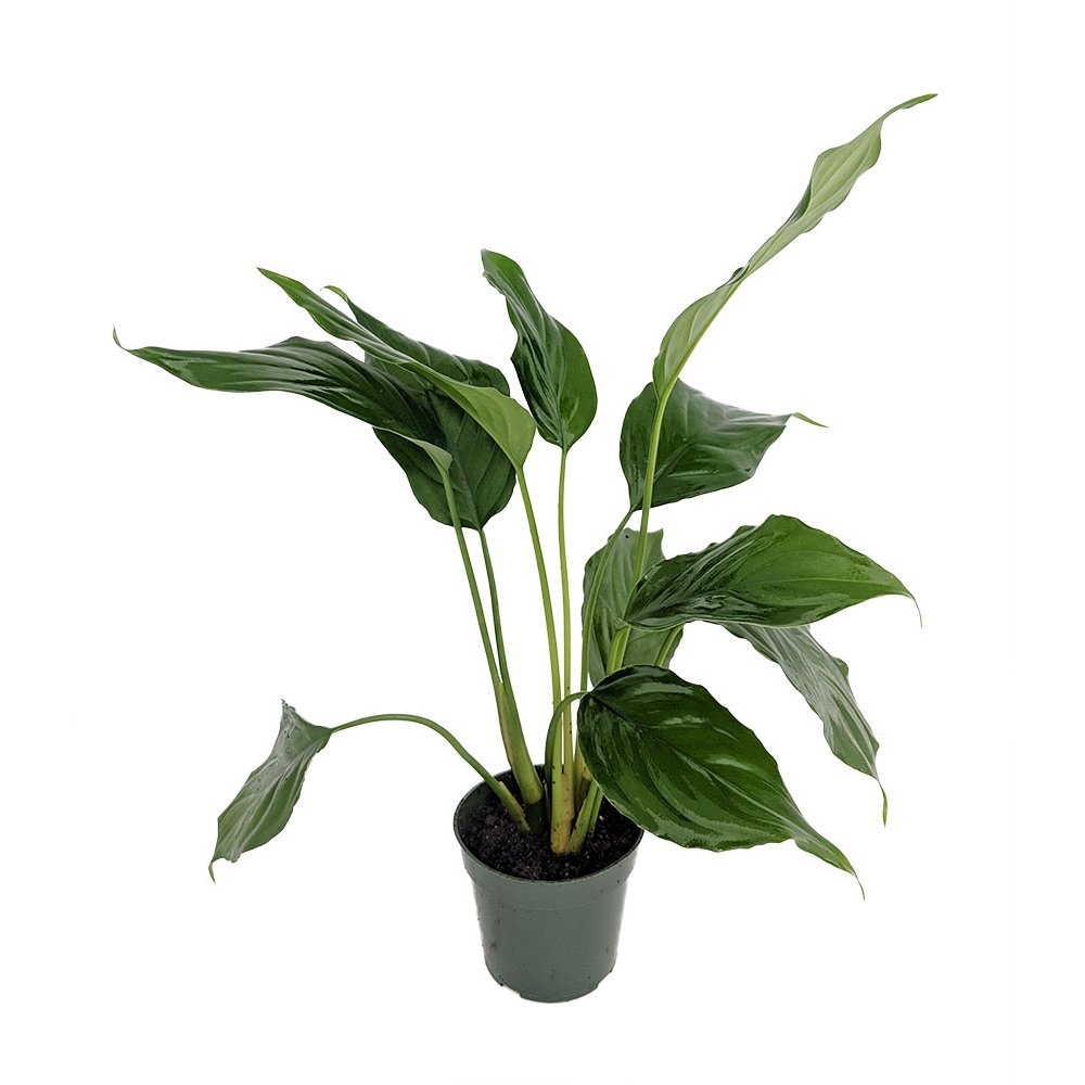 Emerald Green Chinese Evergreen Plant Aglaonema simplex Emerald Green Chinese Evergreen Plant Aglaonema simplex