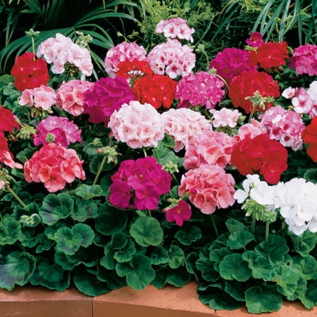 Geranium Seeds - Maverick Mix - Packet - Mixed Flower Seeds, Hybrid F1 Seed Attracts Butterflies, Attracts Hummingbirds, Fragrant, Container Garden